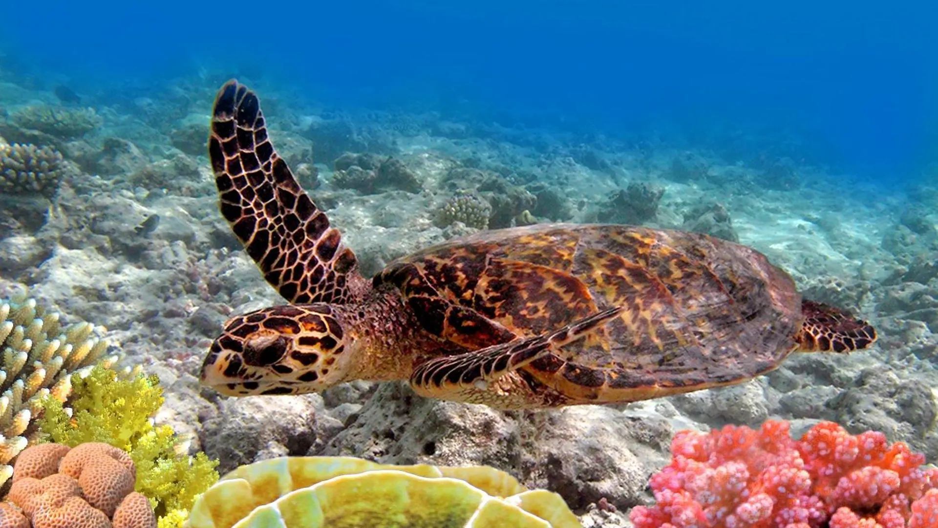 International Colony Club 43 Βίλα Lahaina